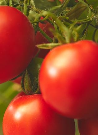 Foliar Fertilizers