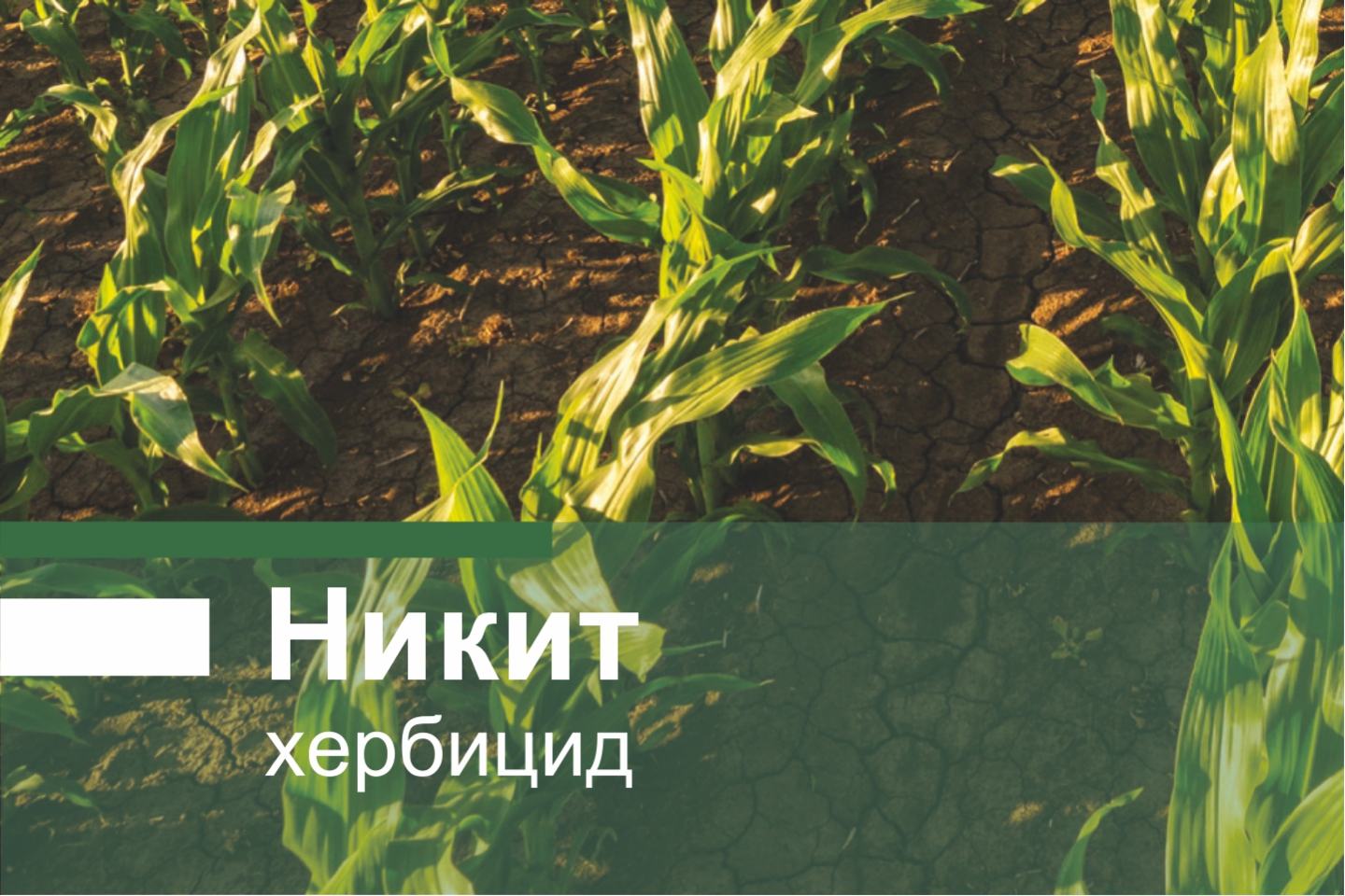 никит