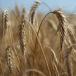 Triticale crop