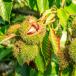 Chestnut