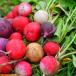 Radish
