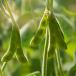 Legumes