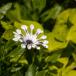Decorative plants