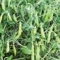 Peas