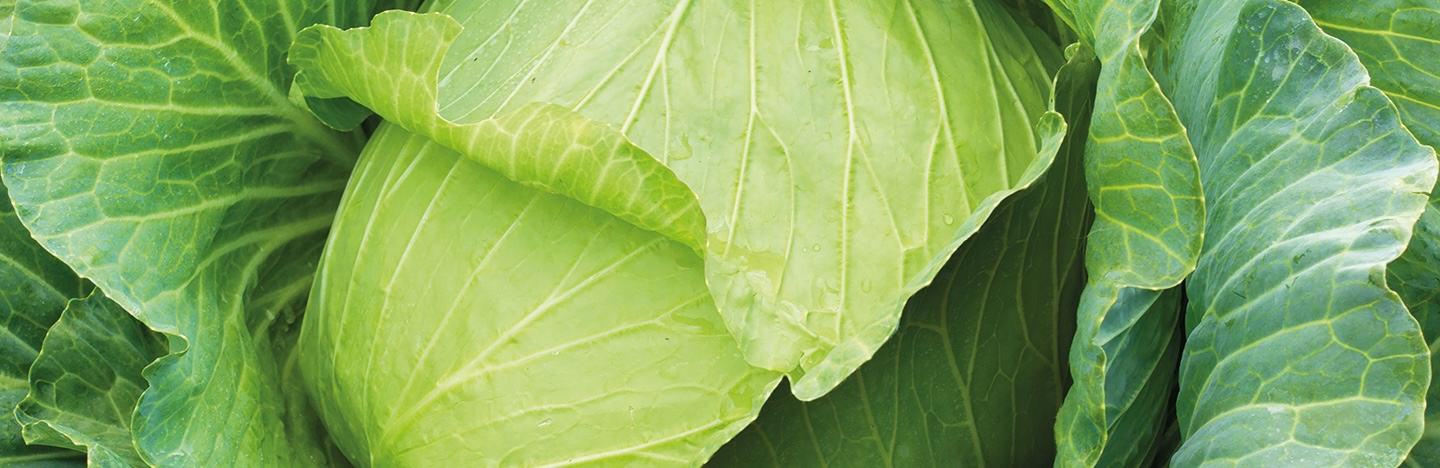 Insecticides